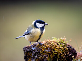 Kohlmeise (Parus major)
