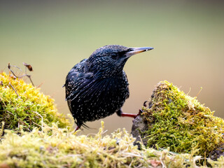Star (Sturnus vulgaris)