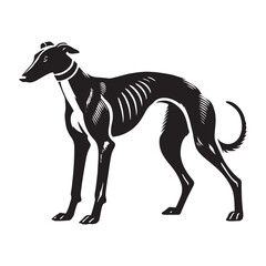 Premium Greyhound silhouette emphasizing sleek movement - Greyhound illustration - minimal Greyhound vector - dog silhouette
