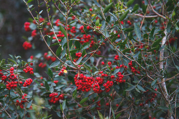 Obraz premium red berries on a branch