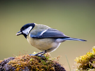 Kohlmeise (Parus major)