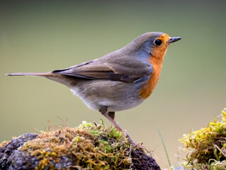 Rotkehlchen (Erithacus rubecula)