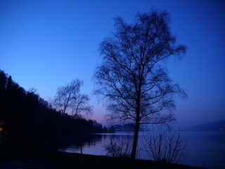 Naklejka premium The silhouette of a tree and its branches in winter during the blue hour along the Thoun Lake. Switzerland - February 9, 2025.