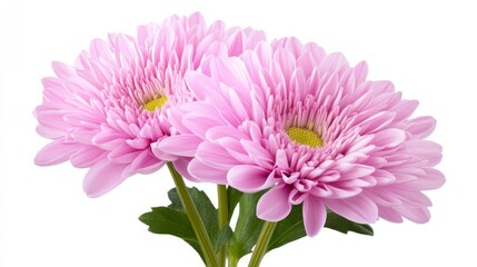 Close Up Light Pink Chrysanthemum Flowers On White Background