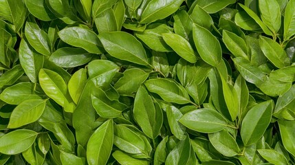 Fototapeta premium Close Up View Of Lush Green Leaves