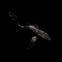 A prehistoric-looking frilled shark swimming in complete darkness.