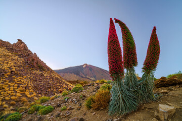 Echium plants in Teide National Park