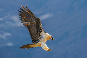 Bearded vulture (Gypaetus barbatus)
