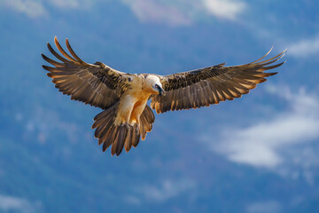 Bearded vulture (Gypaetus barbatus)