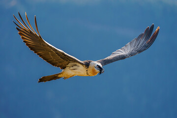 Bearded vulture (Gypaetus barbatus)