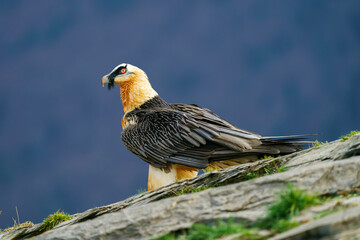 Bearded vulture (Gypaetus barbatus)