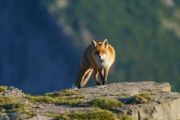 Red fox portrait (Vulpes vulpes)	