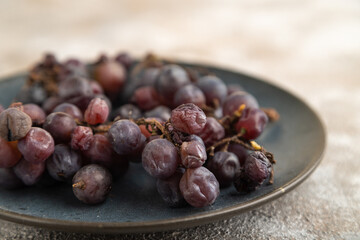 bunches of rotten and dry red wine grapes on branches in autumn. Side view, close up, selective focus
