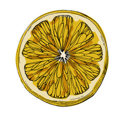 Orange fruit. Oranges that are segmented on a white background in a vector style
