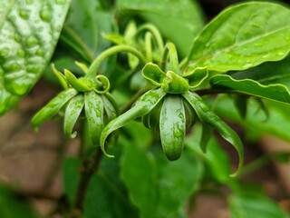 Ylang-ilang (ilang-ilang) flowers, Ylang-ilang ylang-ylang flowers are fresh, beautiful and fragrant green. In the ornamental garden after the rain.