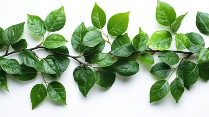 Fototapeta premium green leaves isolated on transparent background