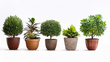 Obraz premium plants on the white background