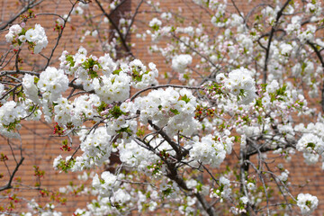 Branches of sakura flowers, cherry blossom