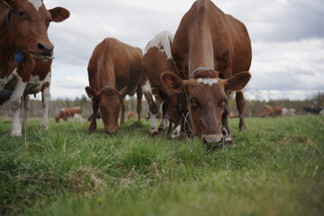 Cows eat green grass