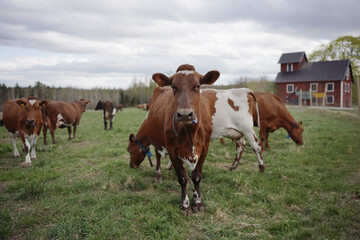 cows walking on green grass