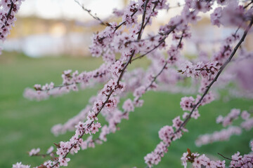 blooming cherry branch