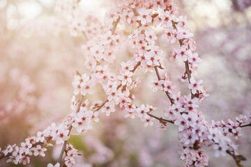 blooming branch of cherry