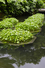 Centella asiatica planting in pond