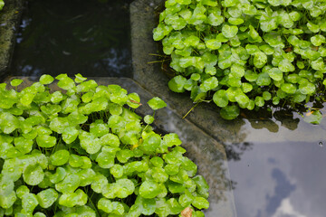 Centella asiatica planting in pond