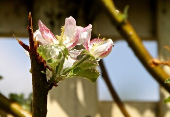Delicate apple blossoms reveal pink and white petals, adorned with droplets of water. They thrive...