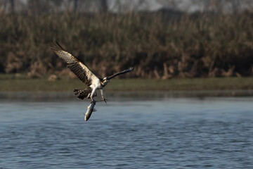 Osprey in Flight with Fish Catch