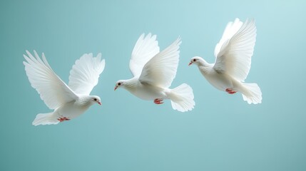 Obraz premium international day of peace flying white doves on a blue background with copy space for text