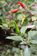 A Fiery Symphony: Red and Green Chili Peppers Dancing in the Garden
