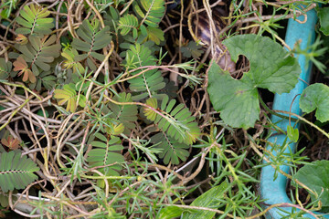 Gotu Kola Garden: Fresh Herbs for Wellness