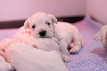 Cute sleepy white miniature schnauzer puppy laying on its siblings 