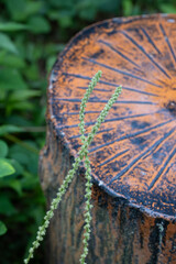 Resilient Bloom: Nature's Delicate Dance on Rustic Wood