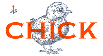 Chick. Hand drawn. Chicken chick, sketch drawing. Vintage retro print, chicken chick sketch ink pencil style drawing, engrave old school. Sketch artwork silhouette. Vector Illustration © foxysgraphic