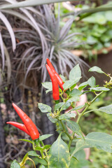Fiery Duo: Vibrant Red Chili Peppers Growing Wild