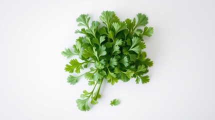 Obraz premium Fresh cilantro leaves, vibrant green herbs, white background, top view, culinary ingredient, organic produce, aromatic herb, close-up, flat lay, crisp texture, photorealistic, high detail