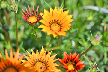 A cluster of vibrant Gazania flowers with striking orange petals, set against a backdrop of green leaves. The flowers display distinct sharp petals that gradually transform into a fiery hue.