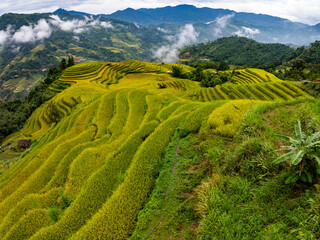 Aerial top view Rice fields on terrace northern Vietnam, Rice fields prepare the harvest at northwest vietnam,Wide angle view