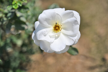 A pristine white rose stands gracefully in full bloom, its delicate petals forming a beautiful, symmetrical pattern.