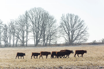 Cows graze on a frost-covered field on a cold winter morning