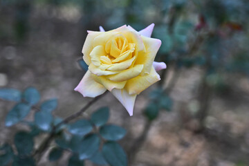 Soft Yellow Rose in Bloom