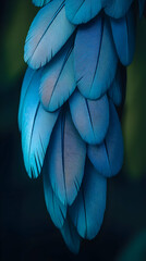 Fototapeta premium Blue macaw feathers, close-up, dark background, nature texture