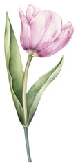 Obraz premium PNG Pastel coquette tulip illustration flower art.