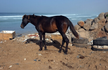 un cheval sur le littoral atlantique de Dakar au S&eacute;n&eacute;gal en Afrique