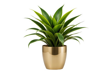 A wonderful Dracaena plant with vibrant green leaves elegantly placed in a sleek gold metallic pot Isolated on transparent background for decoration 
