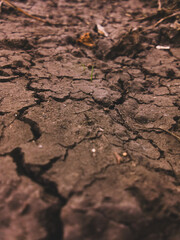 The dry season has arrived with minimal rainfall, causing the soil to dry out and crack, leaving the groundwater insufficient to sustain plant life.