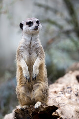 Fototapeta premium Meerkat in the wild