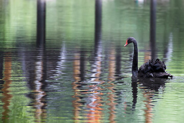Black swan on the lake